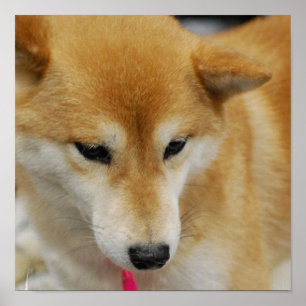 Shiba Inu hundaffisch Poster