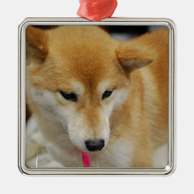 Shiba Inu hundprydnad Julgransprydnad Metall (Framsidan)