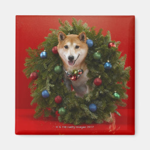 Shiba Inu hundsitta i julkran Magnet