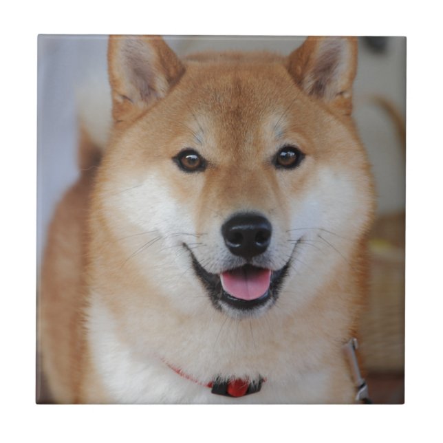 Shiba_inu Kakelplatta (Framsidan)