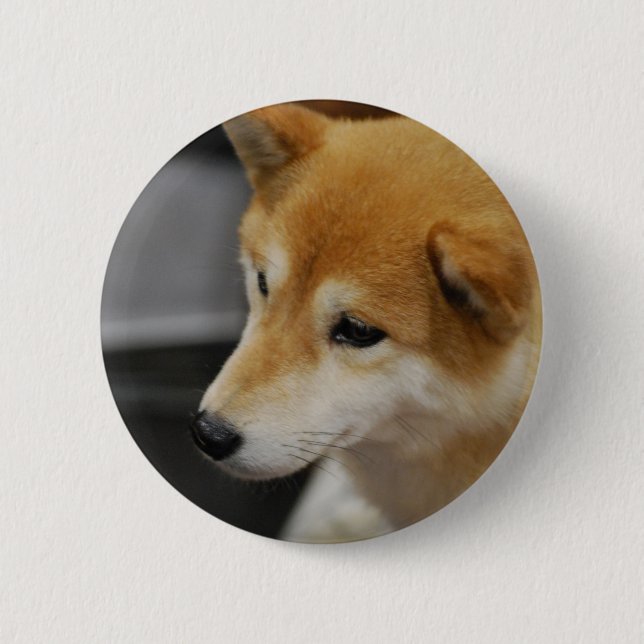 Shiba Inu knäppas Knapp (Framsida)