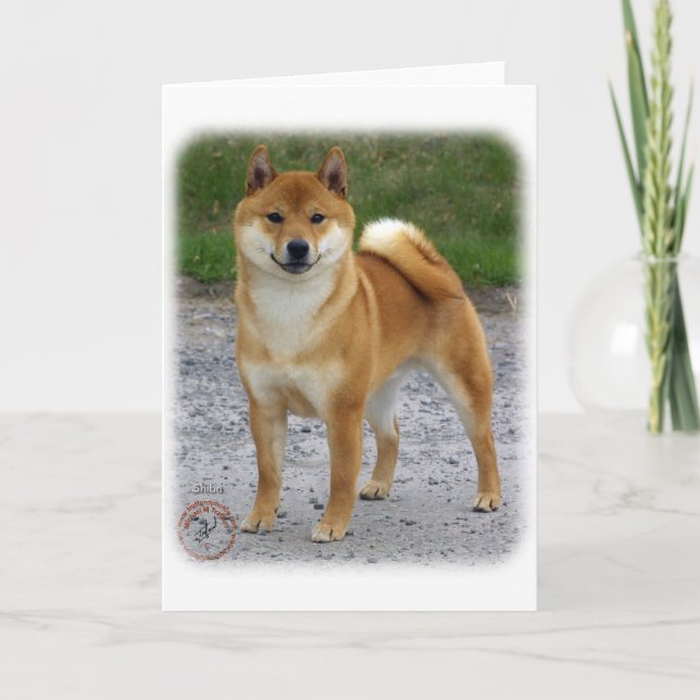 Shiba Inu Kort (Framsida)