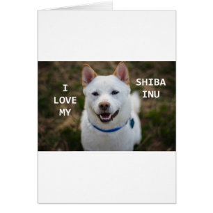 shiba-inu-kräm kärlek w pic hälsningskort