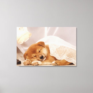 Shiba Inu-marionen sover under en nätgardiner Canvastryck