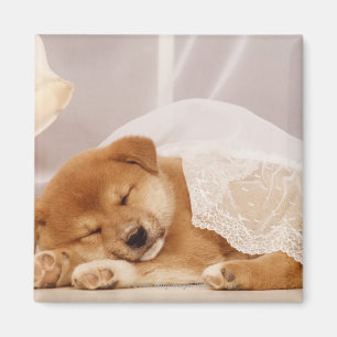 Shiba Inu-marionen sover under en nätgardiner Magnet