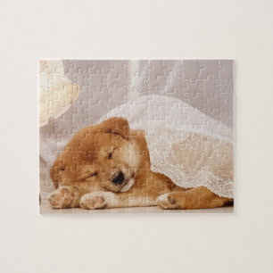 Shiba Inu-marionen sover under en nätgardiner Pussel