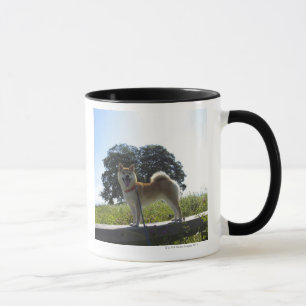 Shiba Inu Mugg