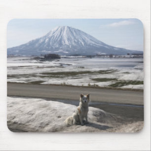 Shiba Inu Musmatta