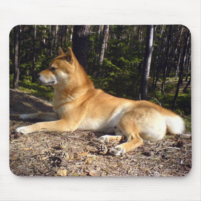 Shiba-Inu Musmatta (Framsidan)
