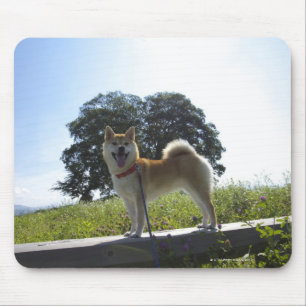 Shiba Inu Musmatta
