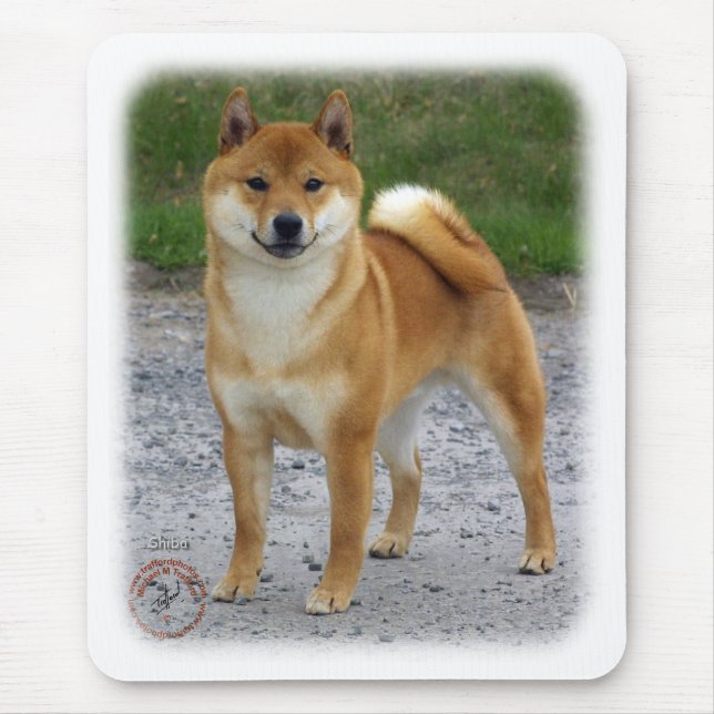 Shiba Inu Musmatta (Framsidan)