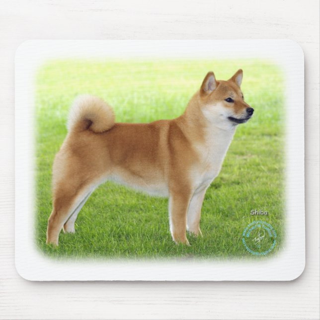 Shiba Inu Musmatta (Framsidan)