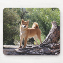 Shiba Inu
