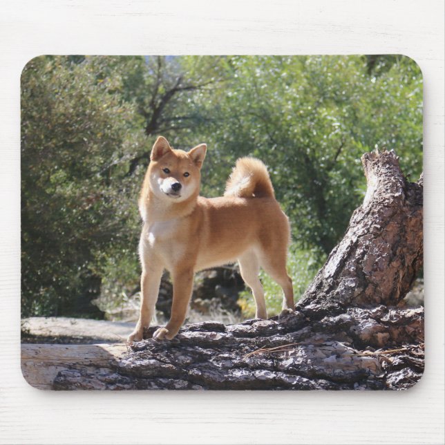 Shiba Inu Musmatta (Framsidan)