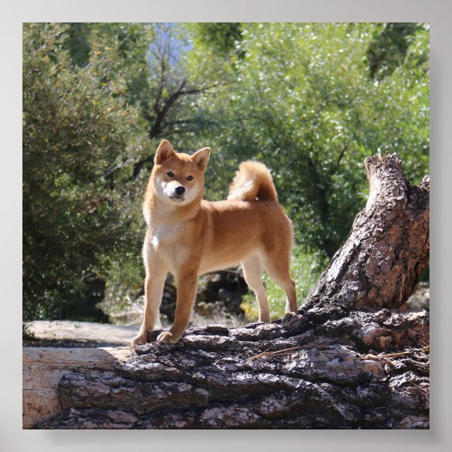 Shiba Inu Poster (Framsidan)