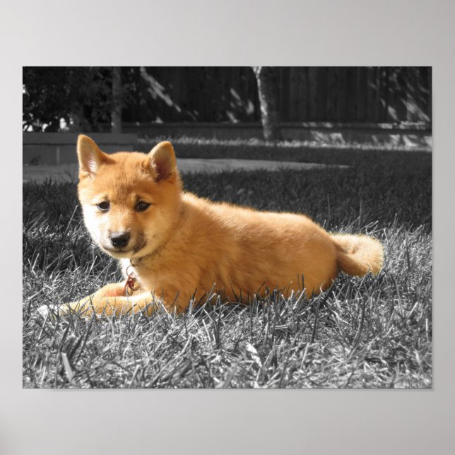 Shiba Inu Poster (Framsidan)