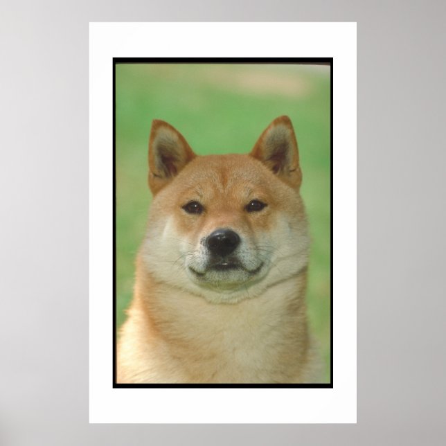 Shiba Inu Poster (Framsidan)