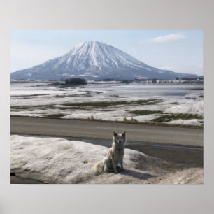 Shiba Inu Poster