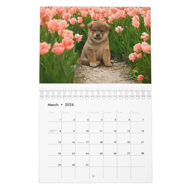 Shiba Inu Puppies Kalender (Mar 2026)