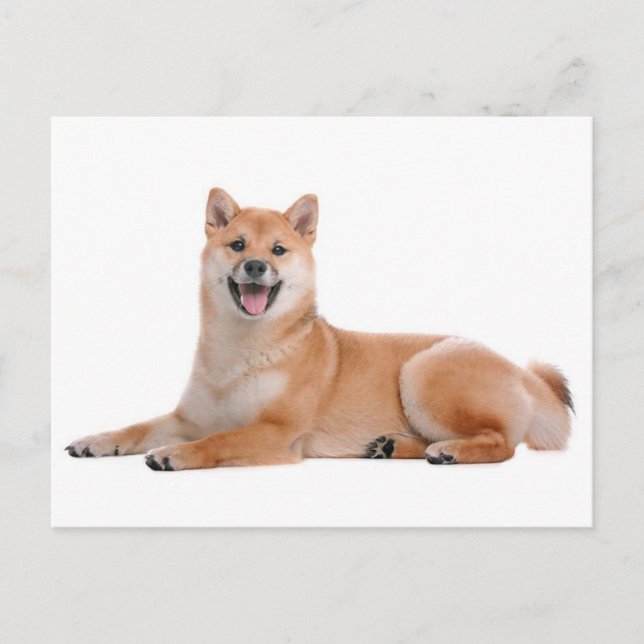 Shiba Inu Puppy Hund Hälsning-vykort Vykort (Framsida)