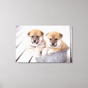 Shiba Inu valpar i aluminium badar Canvastryck