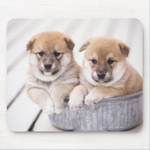 Shiba Inu valpar i aluminium badar Musmatta