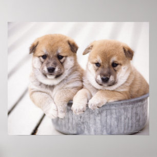 Shiba Inu valpar i aluminium badar Poster