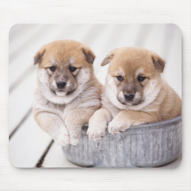 Shiba Inu-valpar i aluminiumrör Musmatta (Framsidan)