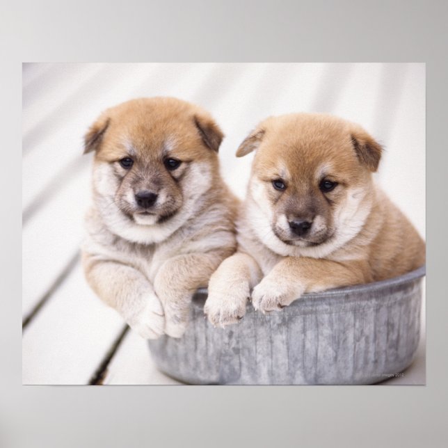 Shiba Inu-valpar i aluminiumrör Poster (Framsidan)