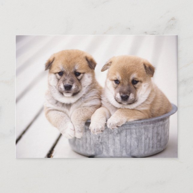 Shiba Inu-valpar i aluminiumrör Vykort (Framsida)