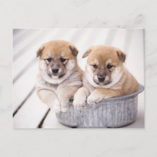 Shiba Inu-valpar i aluminiumrör Vykort