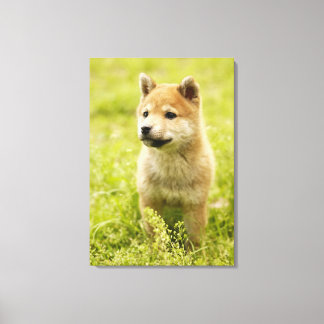 Shiba-ken puppy canvastryck