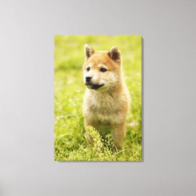 Shiba-ken puppy canvastryck (Framsida)