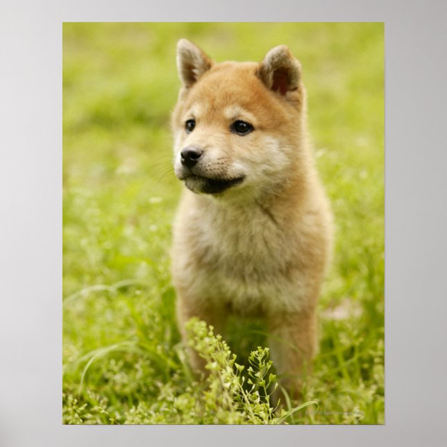 Shiba-ken puppy poster (Framsidan)