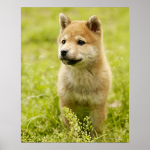 Shiba-ken valp poster