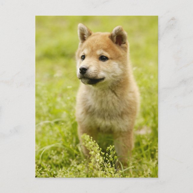 Shiba-ken-valp Vykort (Framsida)