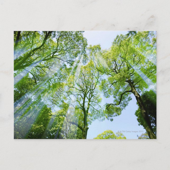 Shibuya-ku, Tokyo, Japan Vykort (Framsida)