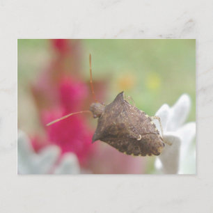 Shield Kryp om Dusty Miller Postcard Vykort