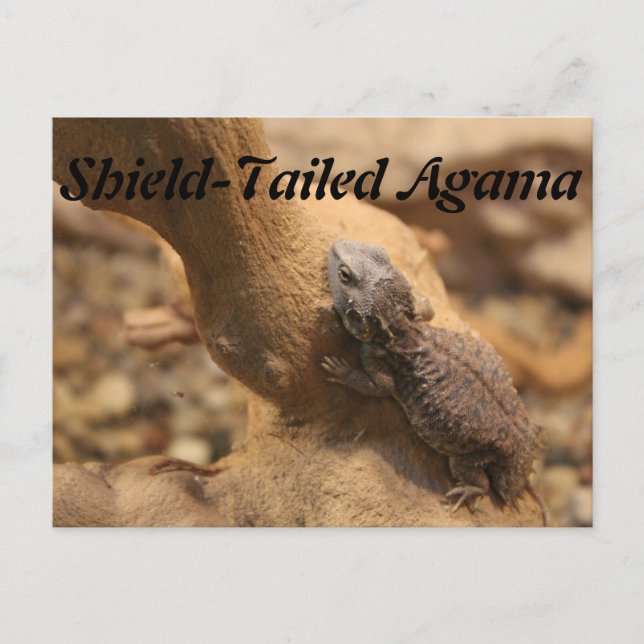 Shield-Tails Agama Vykort (Framsida)