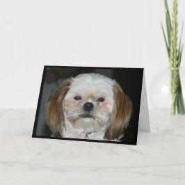 Shih bättre Tzu får väl snart! Kort