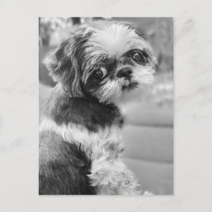 Shih Tau Girl Postcard Vykort
