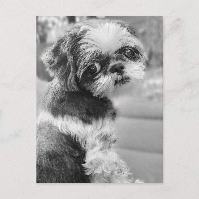 Shih Tau Girl Postcard Vykort (Framsida)