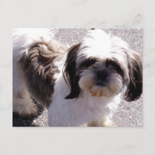 Shih Tsu Puppy-vykort Vykort