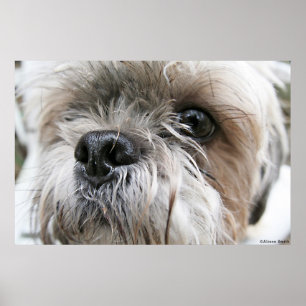 Shih Tzu ansikte Poster