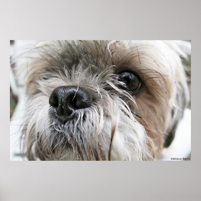 Shih Tzu Ansikte Poster (Framsidan)