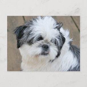 shih tzu ansikte vykort