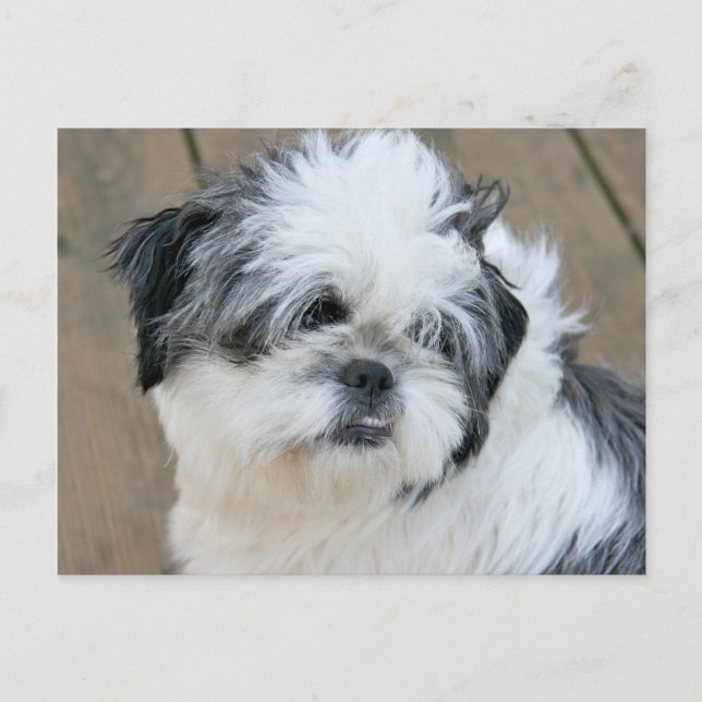 shih tzu ansikte vykort (Framsida)