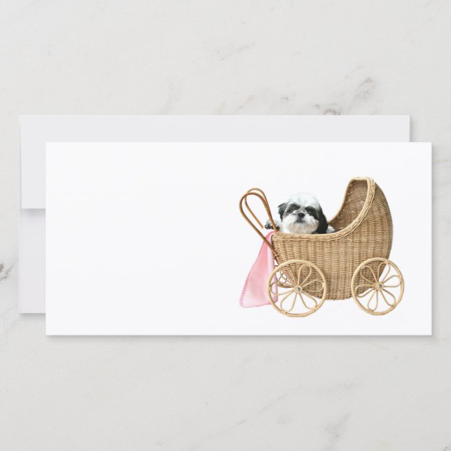 Shih Tzu baby buggy (Framsida)