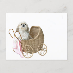 Shih Tzu baby buggy Vykort