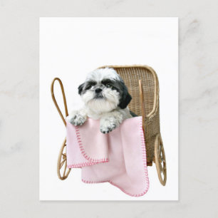 Shih Tzu baby buggy Vykort